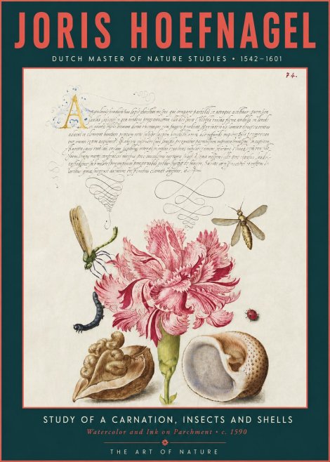 Joris Hoefnagel Study of a Carnation, Insects and Shells No3 - Plakát