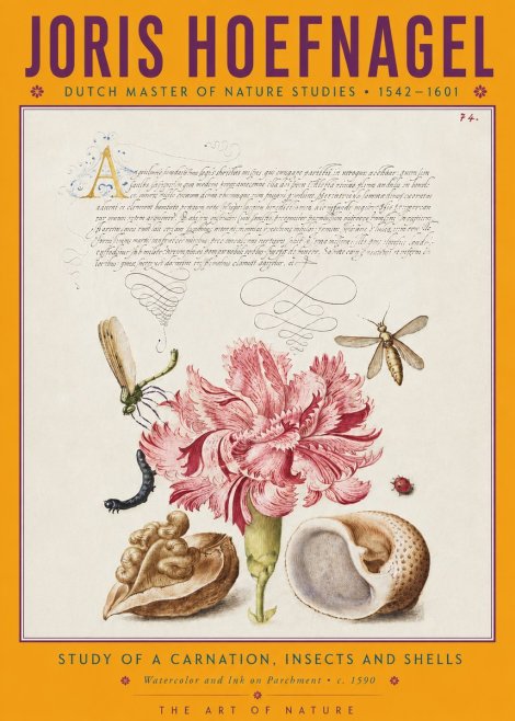 Joris Hoefnagel Study of a Carnation, Insects and Shells No4 - Plakát