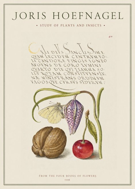 Joris Hoefnagel Study of Plants and Insects No1 - Plakát