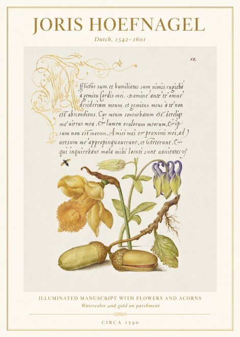 Joris Hoefnagel Illuminated Manuscript with Flowers and Acorns No1 - Plakát