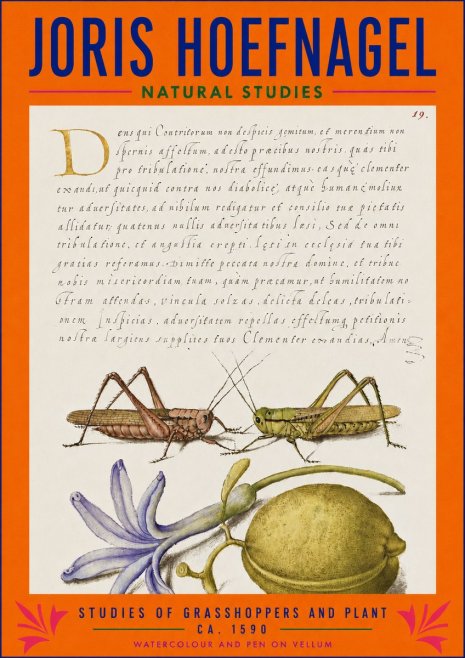Joris Hoefnagel Studies of Grasshoppers and Plant No3 - Plakát