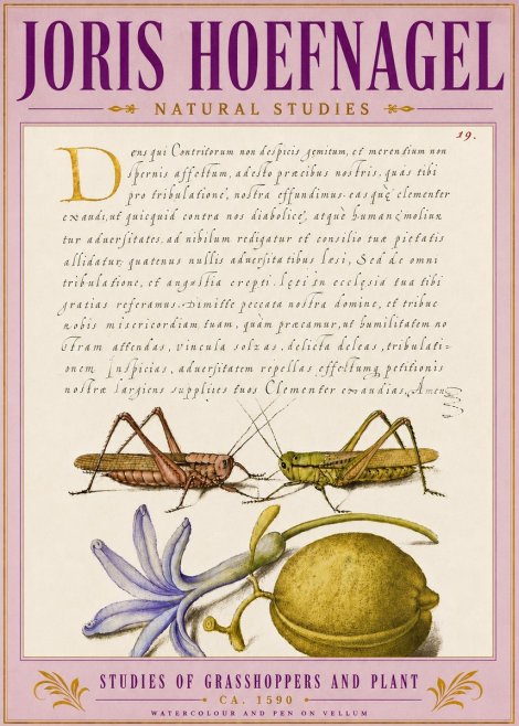 Joris Hoefnagel Studies of Grasshoppers and Plant No5 - Plakát