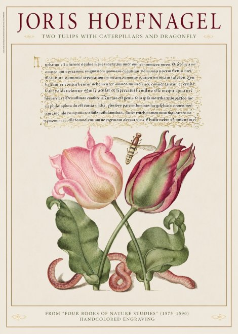 Joris Hoefnagel Two Tulips with Caterpillars and Dragonfly No1 - Plakát