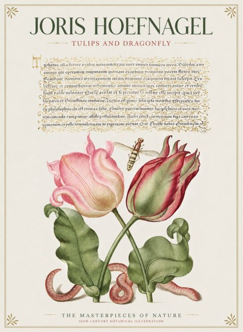 Joris Hoefnagel Two Tulips with Caterpillars and Dragonfly No2 - Plakát