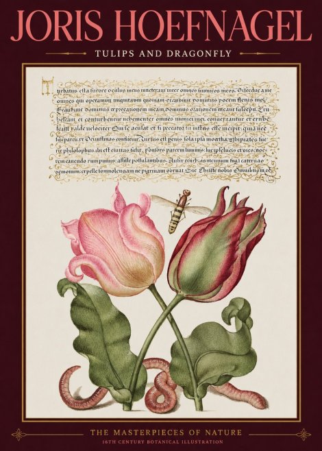 Joris Hoefnagel Two Tulips with Caterpillars and Dragonfly No3 - Plakát