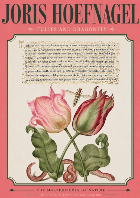 Joris Hoefnagel Two Tulips with Caterpillars and Dragonfly No4 - Plakát