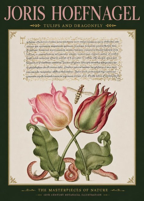 Joris Hoefnagel Two Tulips with Caterpillars and Dragonfly No5 - Plakát
