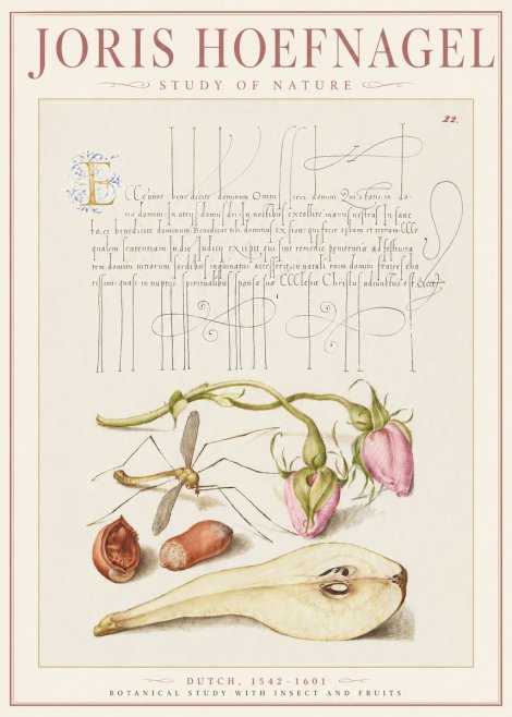 Joris Hoefnagel Studies of Plants, Insects and Fruits No3 - Plakát