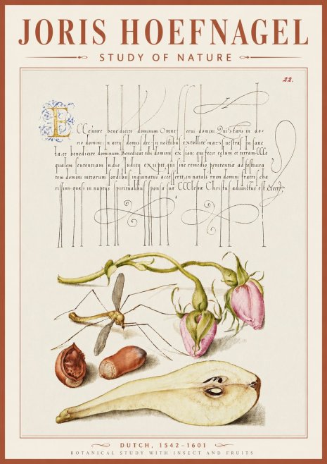 Joris Hoefnagel Studies of Plants, Insects and Fruits No5 - Plakát
