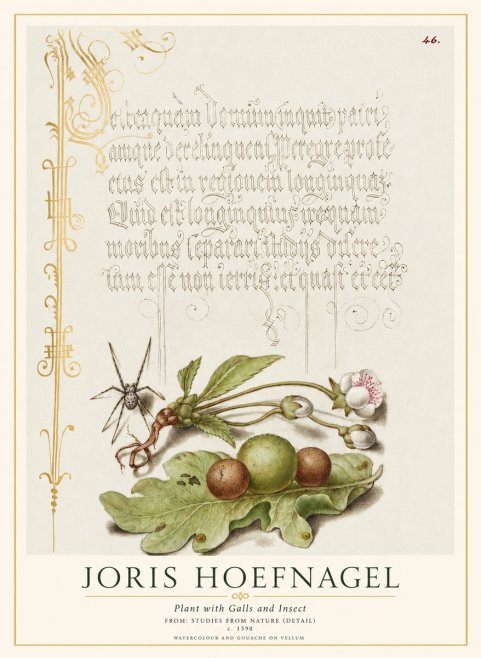 Joris Hoefnagel Plant with Galls and Insect No1 - Plakát