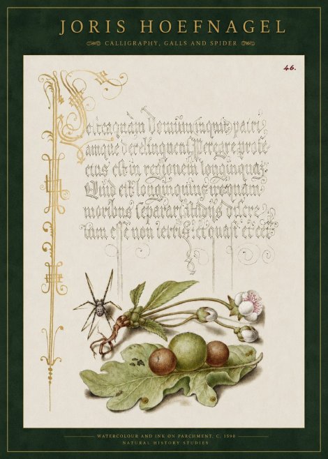 Joris Hoefnagel Plant with Galls and Insect No3 - Plakát