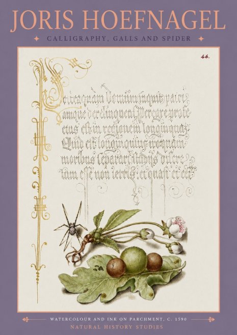 Joris Hoefnagel Plant with Galls and Insect No4 - Plakát