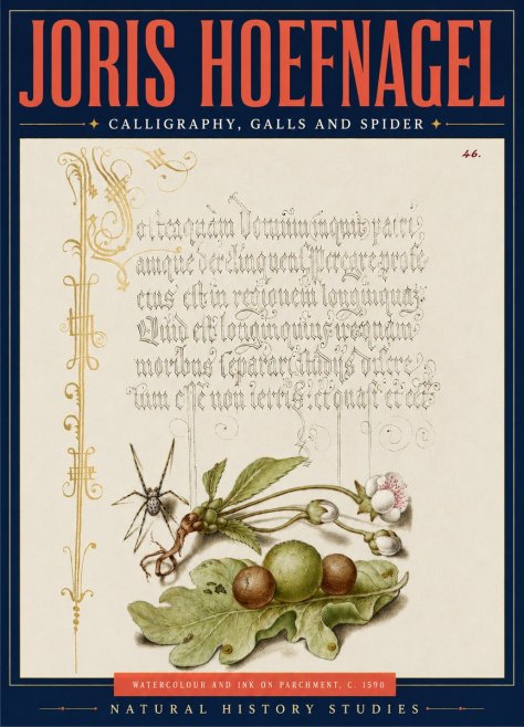 Joris Hoefnagel Plant with Galls and Insect No5 - Plakát