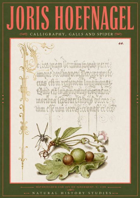 Joris Hoefnagel Plant with Galls and Insect No6 - Plakát