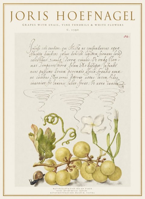 Joris Hoefnagel Grapes with Snail, Vine Tendrils & White Flowers No1 - Plakát
