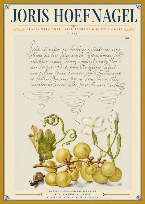 Joris Hoefnagel Grapes with Snail, Vine Tendrils & White Flowers No3 - Plakát