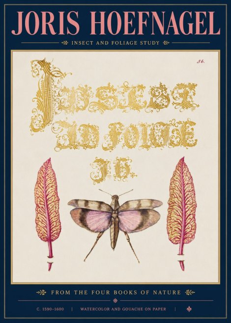 Joris Hoefnagel Insect and Foliage Study No5 - Plakát