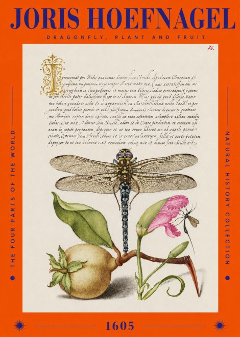Joris Hoefnagel Dragonfly, Plant and Fruit No2 - Plakát