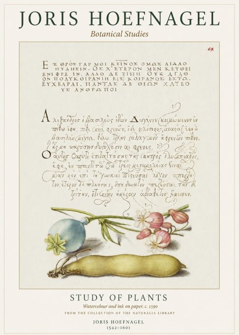 Joris Hoefnagel Study of Plants I No1 - Plakát