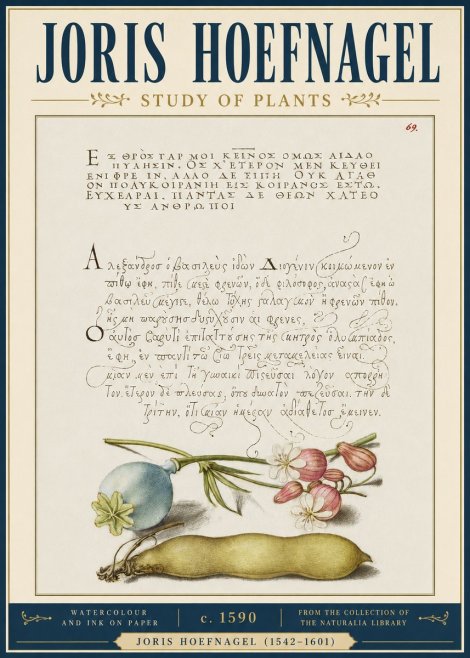 Joris Hoefnagel Study of Plants I No4 - Plakát