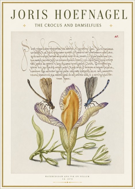 Joris Hoefnagel The Crocus and Damselflies No1 - Plakát