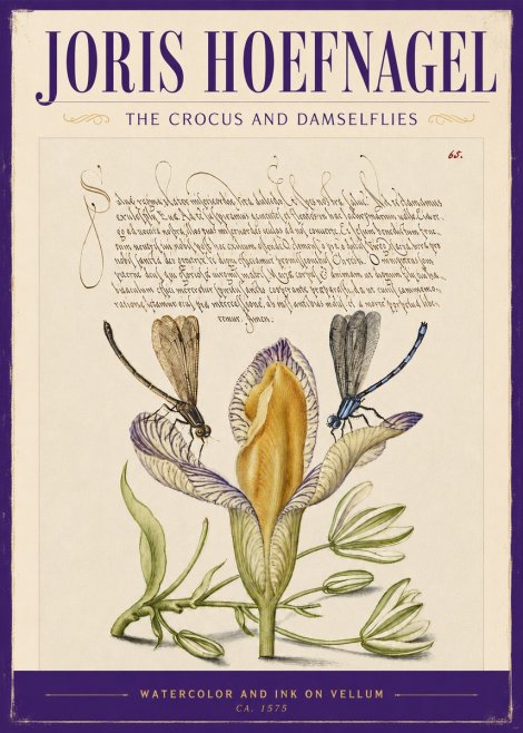 Joris Hoefnagel The Crocus and Damselflies No2 - Plakát