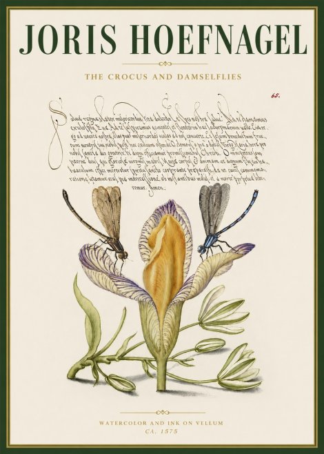 Joris Hoefnagel The Crocus and Damselflies No3 - Plakát