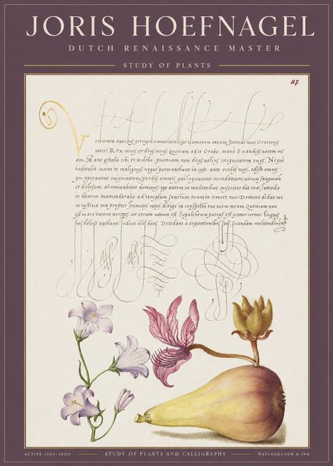 Joris Hoefnagel Study of Plants II No1 - Plakát