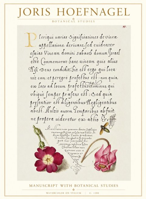 Joris Hoefnagel Manuscript with Botanical Studies No1 - Plakát