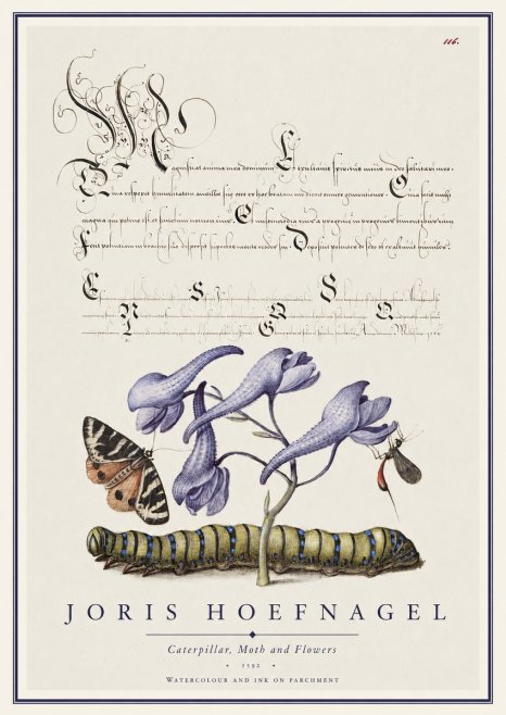 Joris Hoefnagel Caterpillar, Moth and Flowers No1 - Plakát