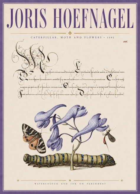 Joris Hoefnagel Caterpillar, Moth and Flowers No3 - Plakát