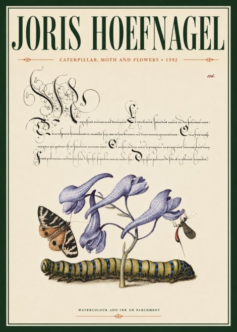 Joris Hoefnagel Caterpillar, Moth and Flowers No4 - Plakát
