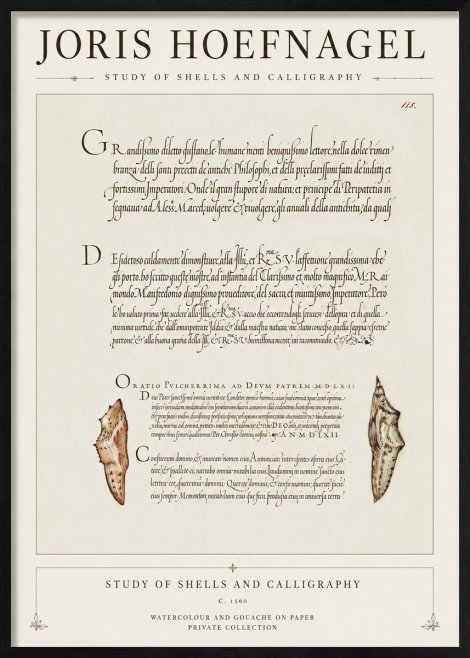 Joris Hoefnagel Study of Shells and Calligraphy No1 - Plakát