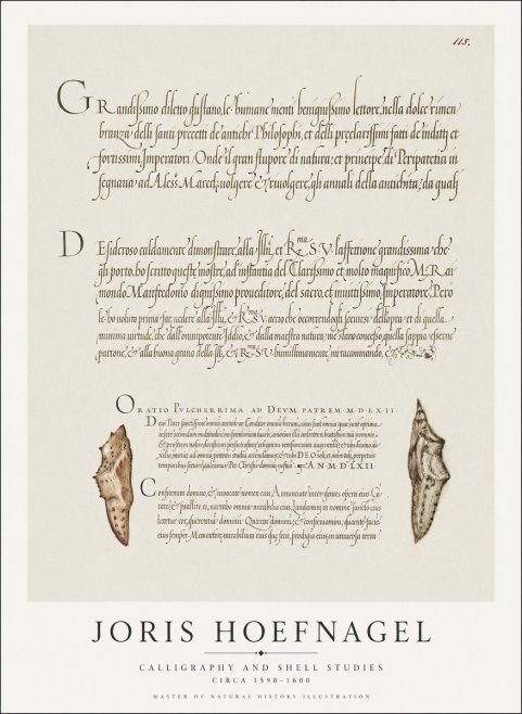 Joris Hoefnagel Study of Shells and Calligraphy No2 - Plakát