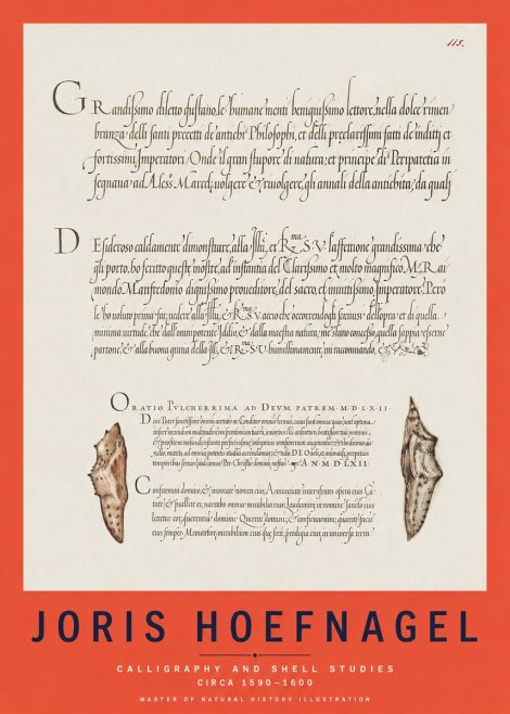 Joris Hoefnagel Study of Shells and Calligraphy No3 - Plakát