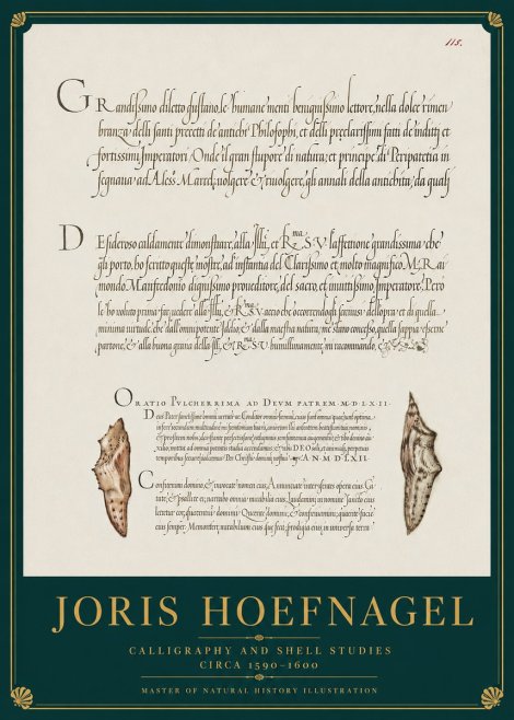 Joris Hoefnagel Study of Shells and Calligraphy No4 - Plakát