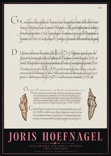 Joris Hoefnagel Study of Shells and Calligraphy No5 - Plakát