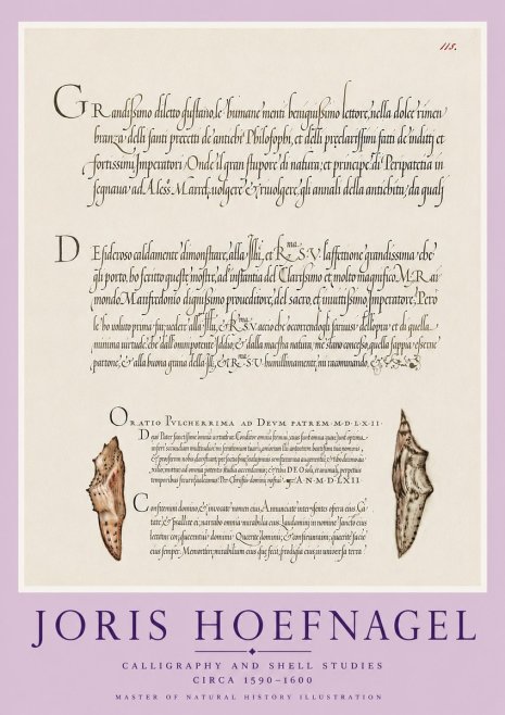 Joris Hoefnagel Study of Shells and Calligraphy No6 - Plakát