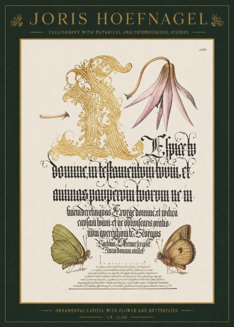Joris Hoefnagel Ornamental Capital with Flower and Butterflies No1 - Plakát