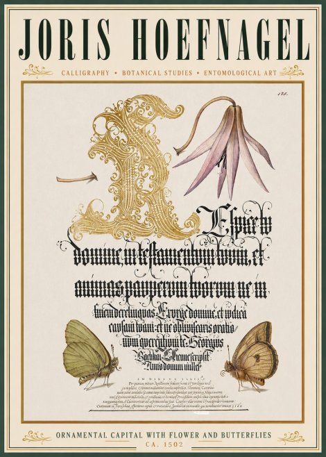 Joris Hoefnagel Ornamental Capital with Flower and Butterflies No3 - Plakát