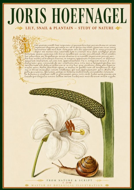 Joris Hoefnagel Lily, Snail & Plantain - Study of Nature No6 - Plakát