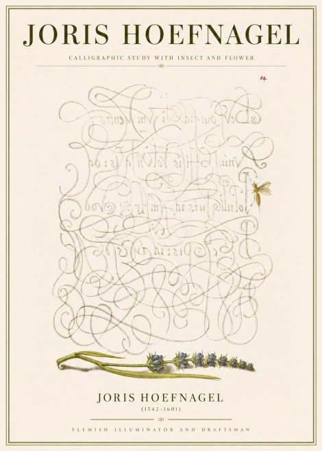 Joris Hoefnagel Calligraphic Study with Insect and Flower No3 - Plakát