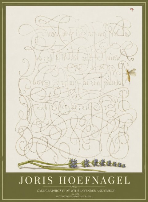 Joris Hoefnagel Calligraphic Study with Insect and Flower No5 - Plakát