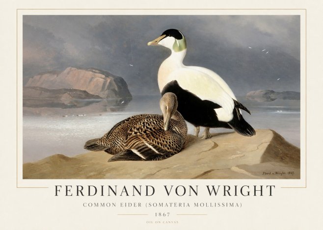 Ferdinand von Wright Common Eider (Somateria Mollissima) No1 - Plakát