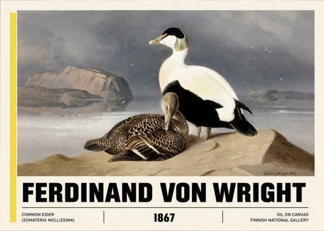 Ferdinand von Wright Common Eider (Somateria Mollissima) No3 - Plakát