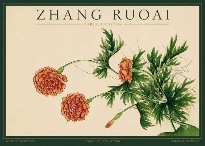 Zhang Ruoai Marigold Study No3 - Plakát