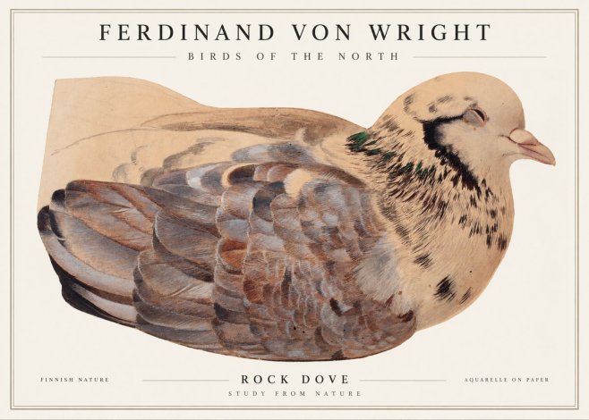 Ferdinand von Wright Turtle Dove Study No2 - Plakát