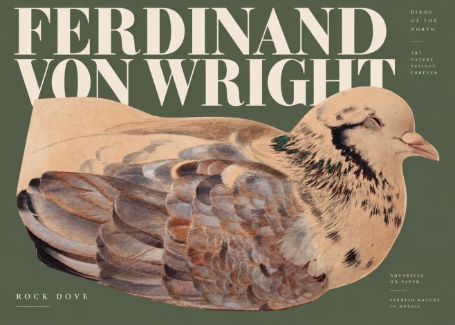 Ferdinand von Wright Turtle Dove Study No3 - Plakát