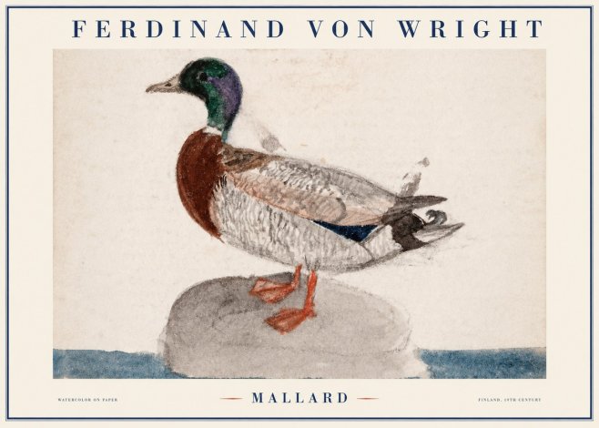 Ferdinand von Wright Mallard No1 - Plakát