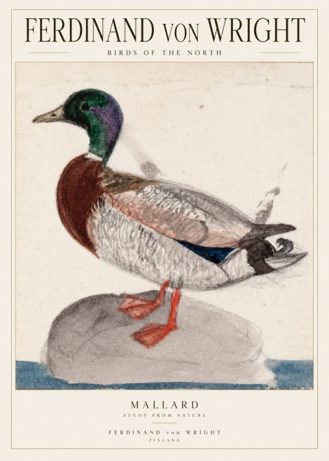 Ferdinand von Wright Mallard No2 - Plakát